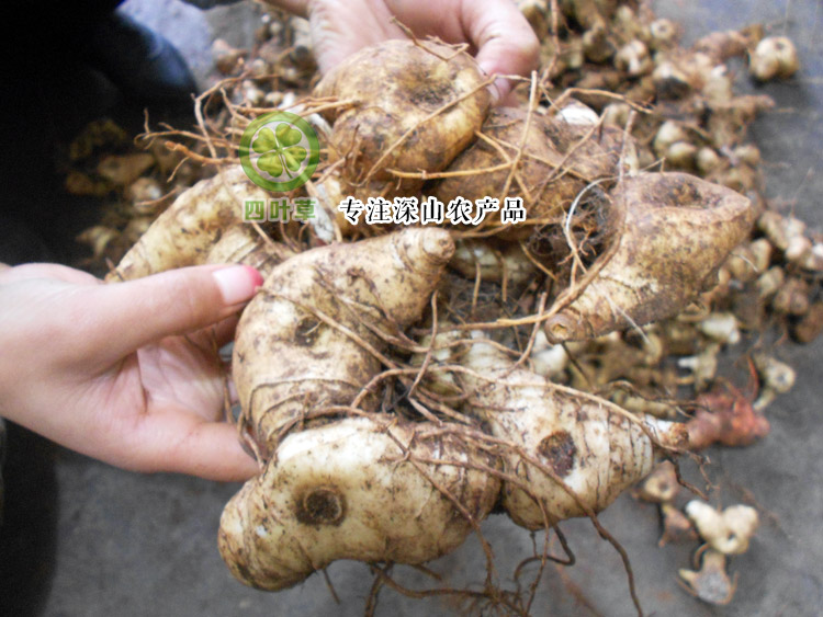 秦岭野生鲜黄精新鲜鸡头黄精鸡头参肉质头黄精老虎姜九蒸九晒黄精