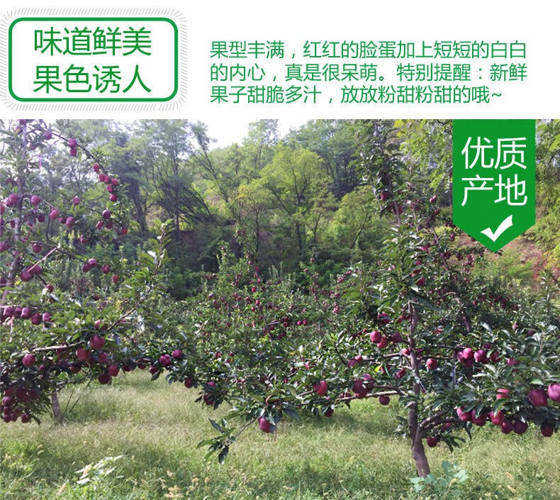 甘肃天水花牛苹果 时令苹果 国产红蛇果 新鲜水果粉面苹果 带箱9.5-10斤大果(单果80-85mm)