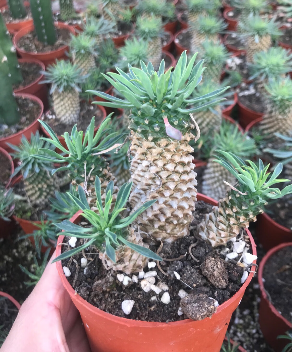 园艺铁甲麒麟大戟科稀有块根峨眉山群生菠萝头老桩多肉植物铁甲麒麟杆