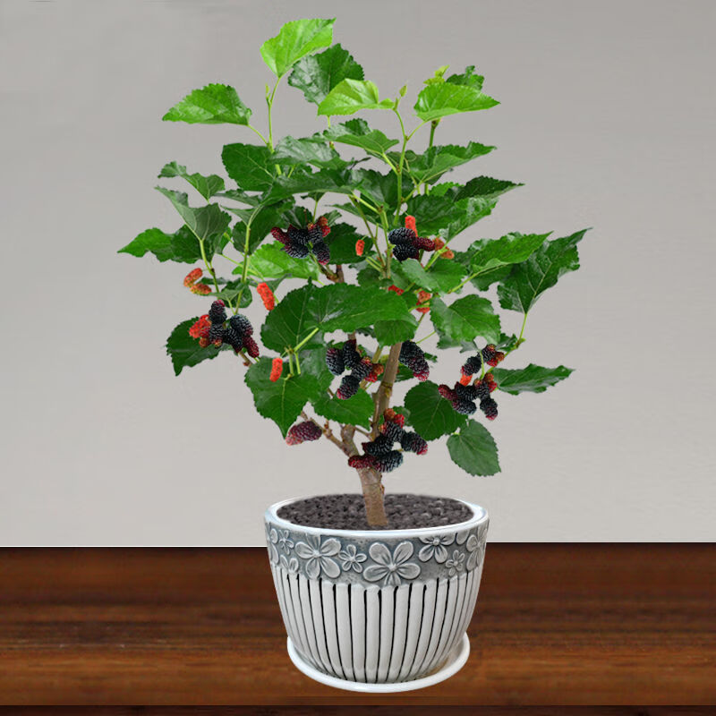 绿色植物室内绿植好养桑叶盆栽 桑葚树三年苗含坚持瓷盆【当年结果】
