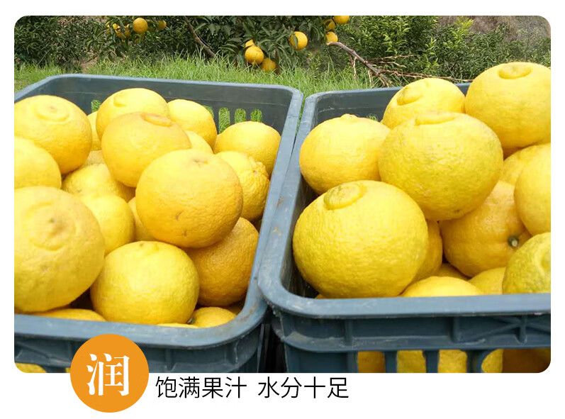 怀化洪江黄金贡柚新鲜甜春香柚桔象山青雪峰山小柚子10斤礼盒【礼盒