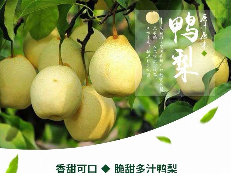 更多参数>>国产/进口:国产原产地:河北包装形式:礼盒装品种:鸭梨货号