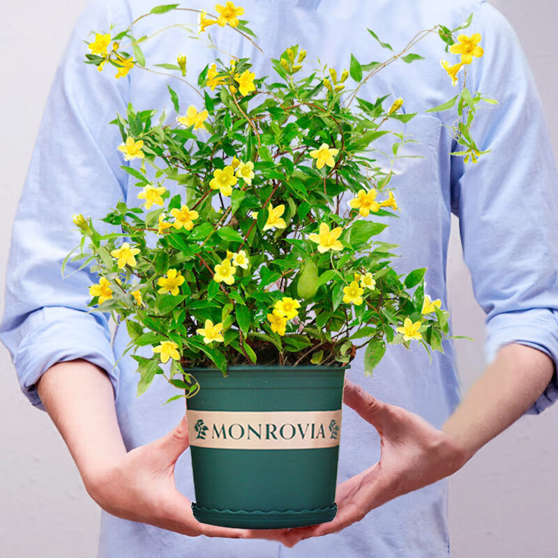 法国香水藤茉莉盆栽室内浓香花卉四季常绿冬季开花耐寒爬藤蔓植物 带