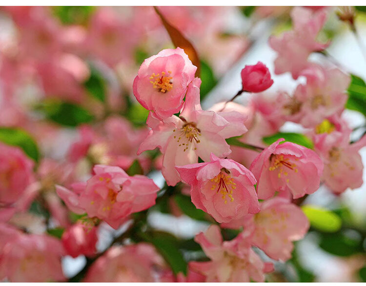 重瓣海棠花盆栽长寿冠海棠树苗贴梗海棠花盆景老桩花卉植物室内花四季