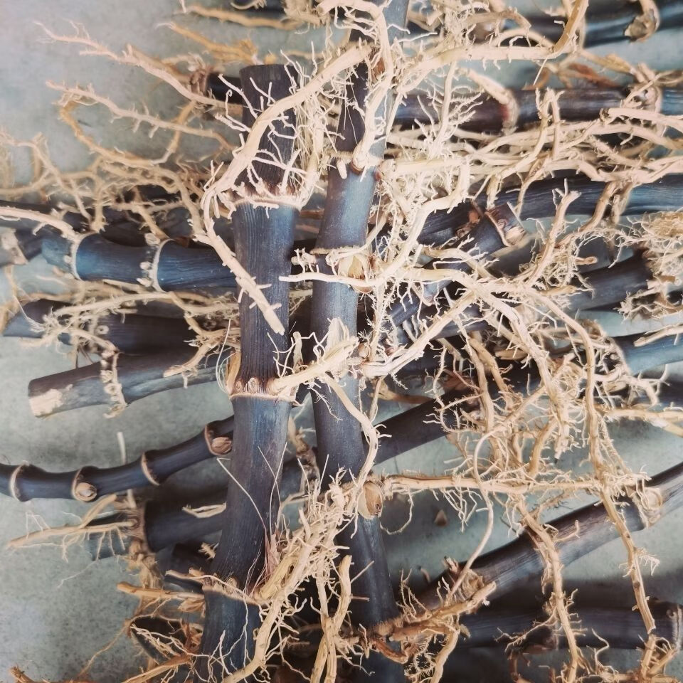 紫竹根黑竹根多年生老竹根药用紫竹根带芽紫竹根十根三至五节一根