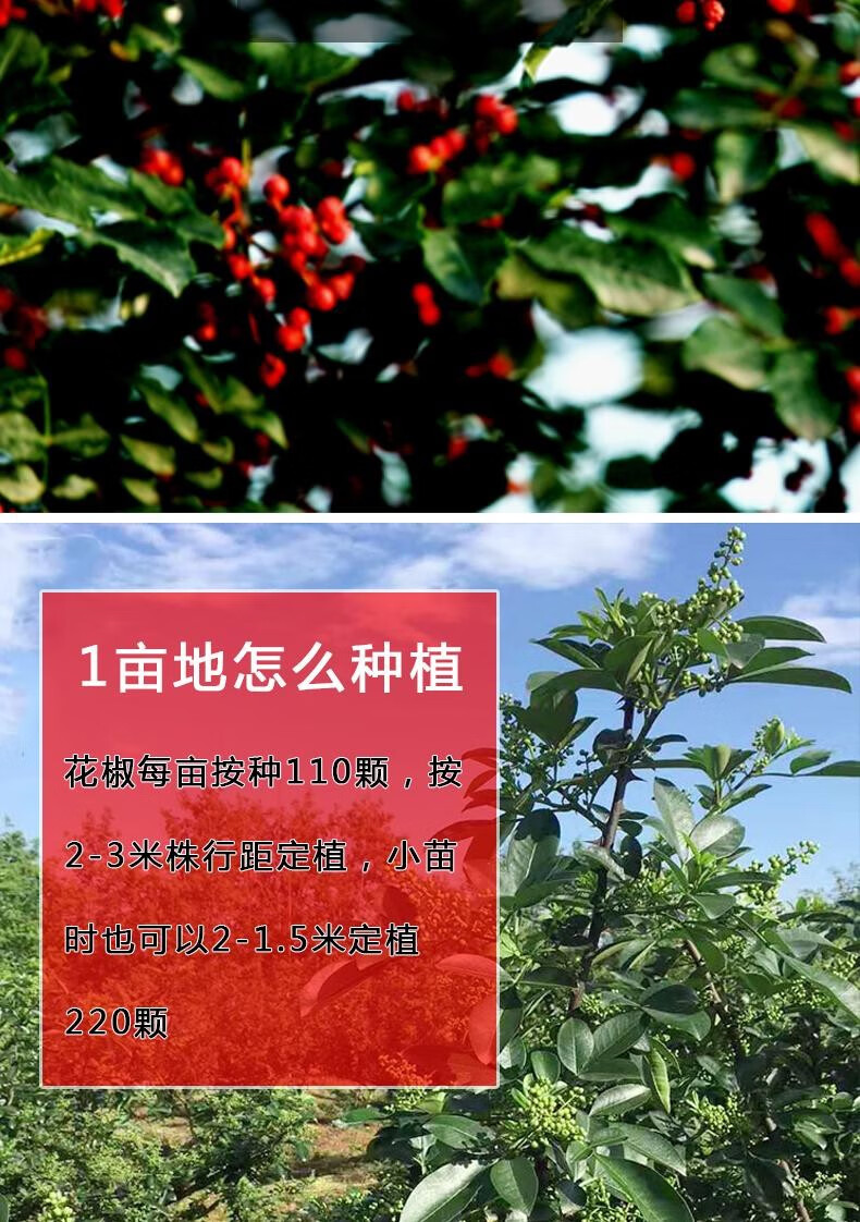 花椒苗树大红袍花椒树小苗无刺花椒四川藤椒盆栽地栽食用当年结果