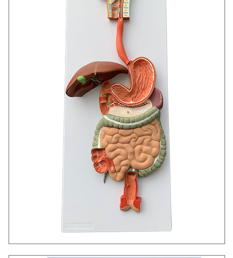 人体消化模型内脏器官解剖心脏鼻咽喉肠胃医院学校用教学教具人体消化