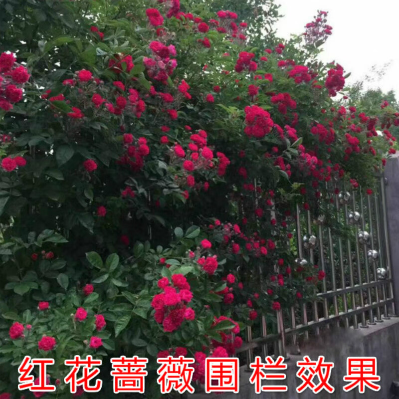 藤本月季爬藤植物庭院阳台玫瑰花苗盆栽花卉浓香四季开花 红花蔷薇