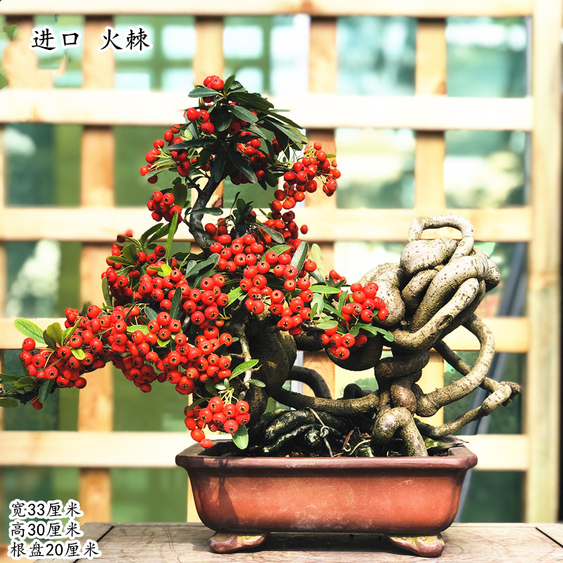 火棘盆景提根植物富贵树罗汉松地景树黄杨南北适宜阳台庭院柏 红色 带
