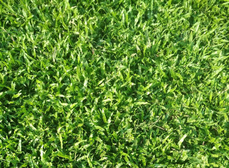 低矮藤状草坪籽地毯草皮常青大叶油草种子巴西地毯草抗病抗旱固土护坡