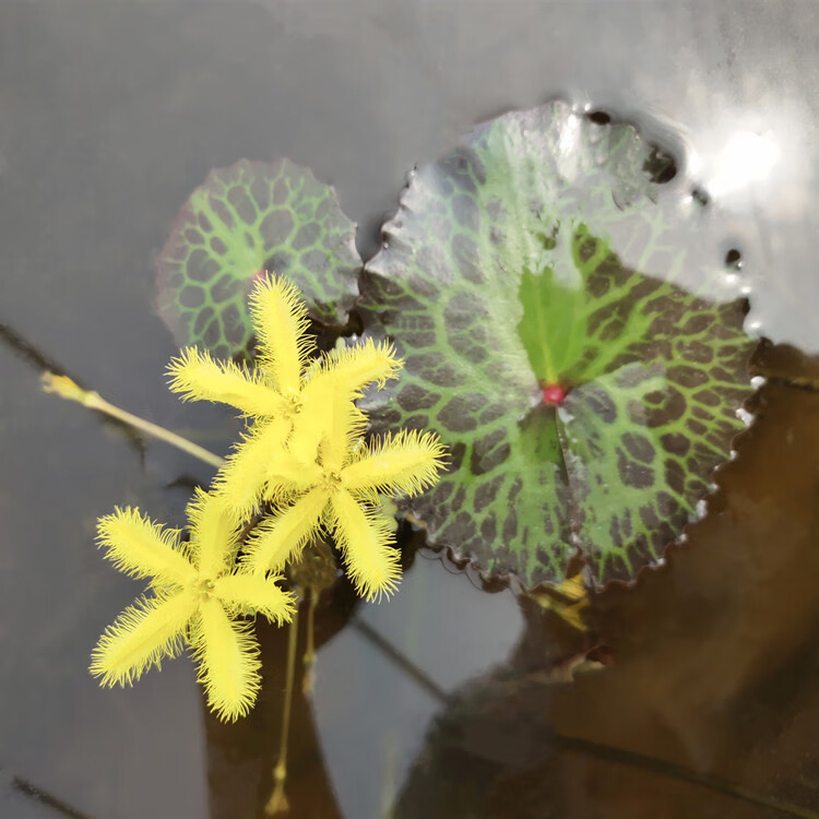 龟背一叶莲水生水培荇菜植物鱼缸水草浮萍花卉四季微造景观绿植龟背