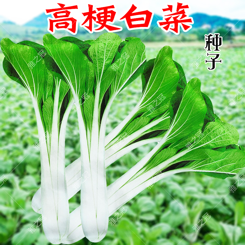 高梗白小白菜种子长梗青菜种籽腌制酸菜秋季冬季庭院阳台蔬菜种孑高梗