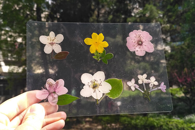 塑封膜植物标本制作透明膜押花叶子保护膜防潮树叶手工粘贴过塑膜s