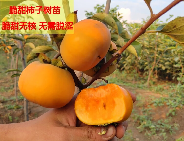 柿子树苗嫁接脆柿子苗当年结果火晶磨盘柿子南方北方种植果树苗无核