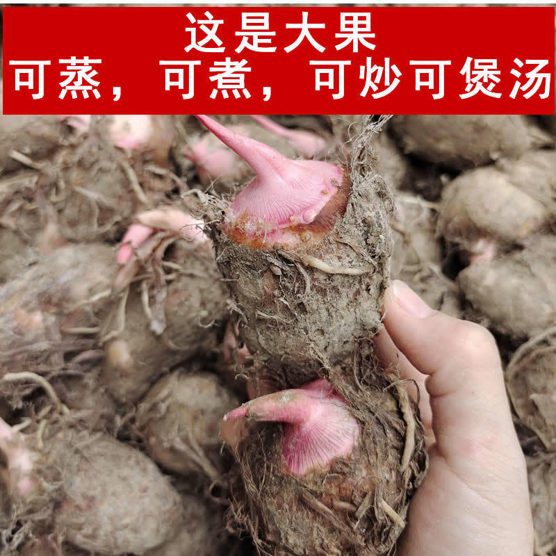 正宗荔浦红芽芋广西小香芋现挖小芋头粉糯口感小芋仔新鲜芋艿魔芋 5斤