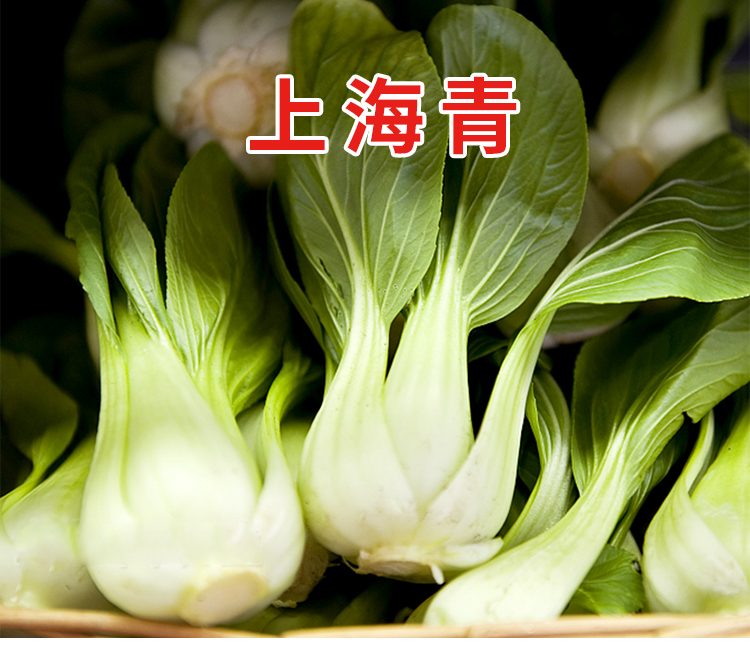 黎昕上海青菜心红菜苔木耳茴香苦菊苣茼蒿黄心阳台蔬菜种子籽孑青菜心