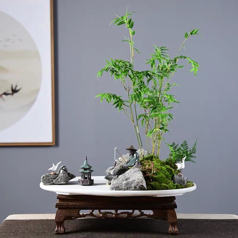 米竹盆栽植物室内凤尾竹盆景节节高竹子客厅易活绿植米竹意境蟾蜍盆