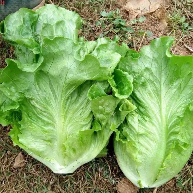 现挖新鲜生菜沙拉菜新鲜奶油小白菜奶白菜小青菜3斤净重生菜泡沫箱