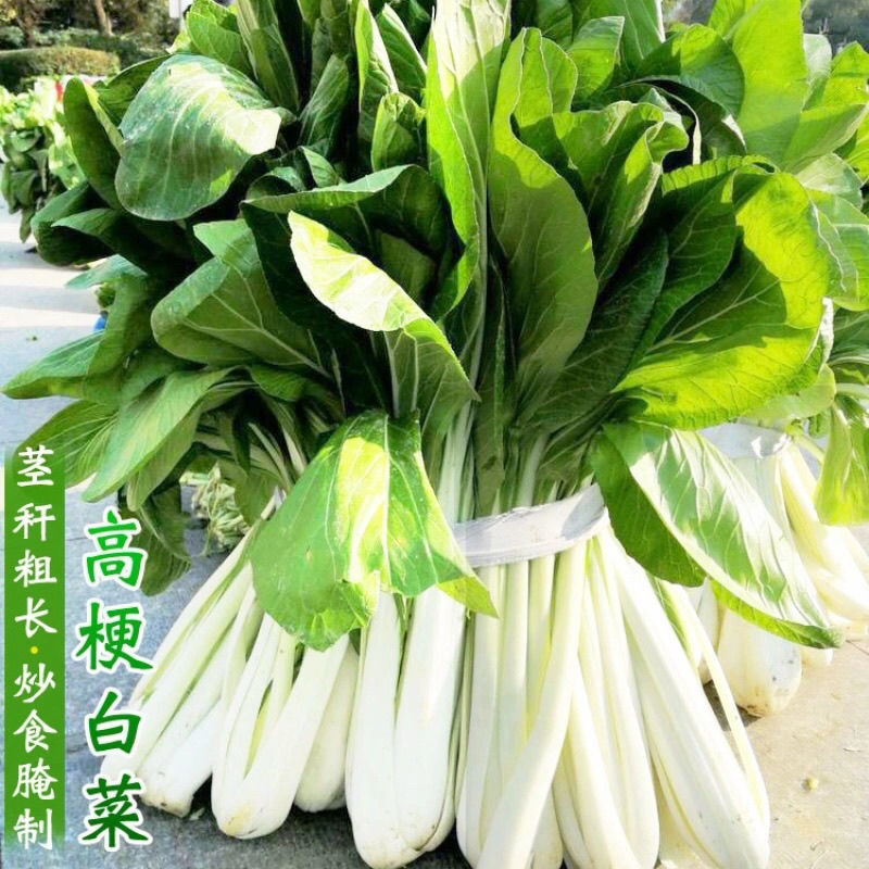 新鲜蔬菜长梗高杆白菜高脚白菜现摘青菜农家自种蔬菜绿叶菜新鲜高杆