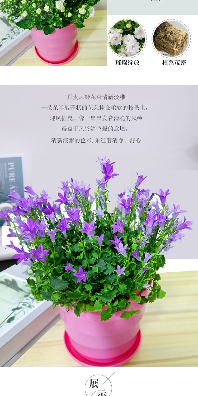 蓝紫色重瓣丹麦梦露风铃花草盆栽植物带花苞室内客厅花卉四季易活