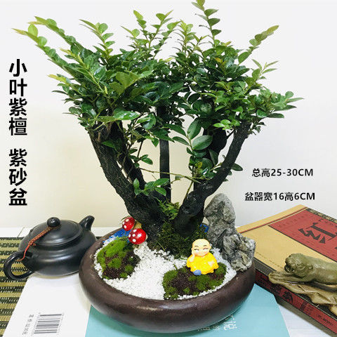 小叶紫檀盆景树桩客厅植物室内花卉绿植树苗四季常青盆栽 6枝粗壮紫檀