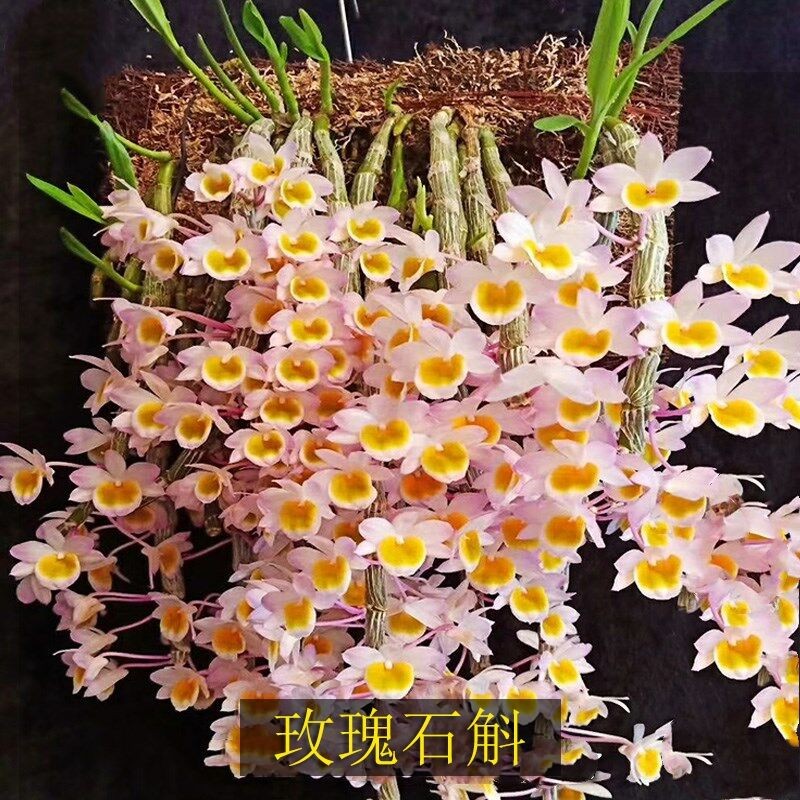 吊养石斛 天宫石斛 喇叭唇石斛 紫菀石斛 晶帽石斛 肿