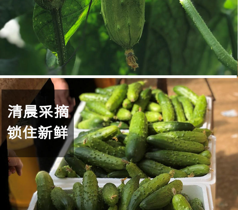 东北旱黄瓜新鲜小青瓜 水果蔬菜绿黄瓜带刺脆皮荷兰水果小黄瓜 5斤