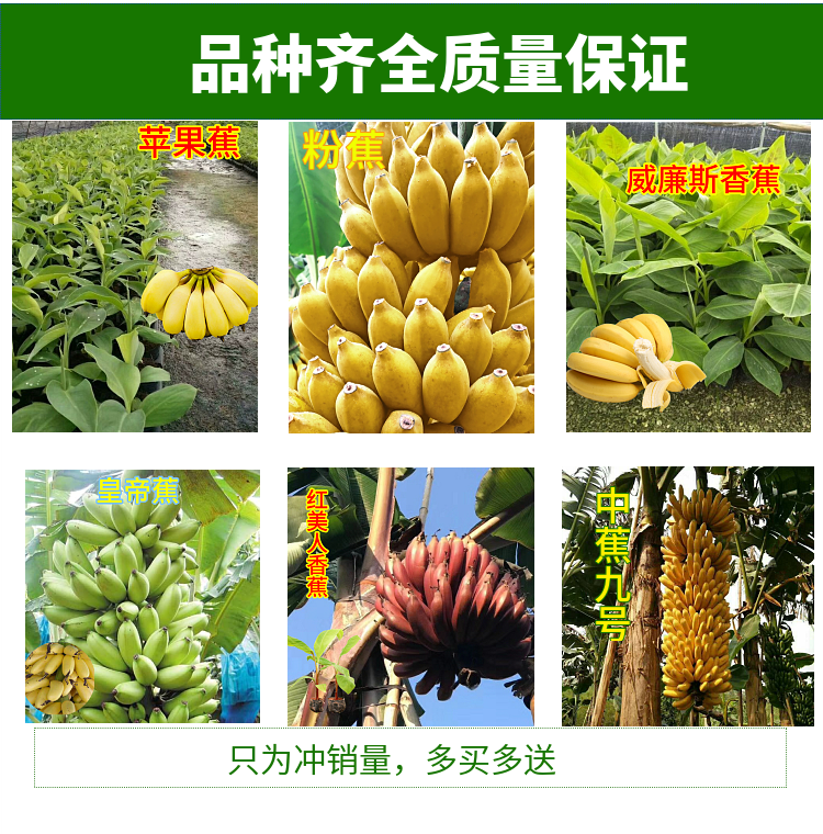 芭蕉抗寒室内盆栽种植水果树苗适合北方南方种植小米蕉8年苗结果多多
