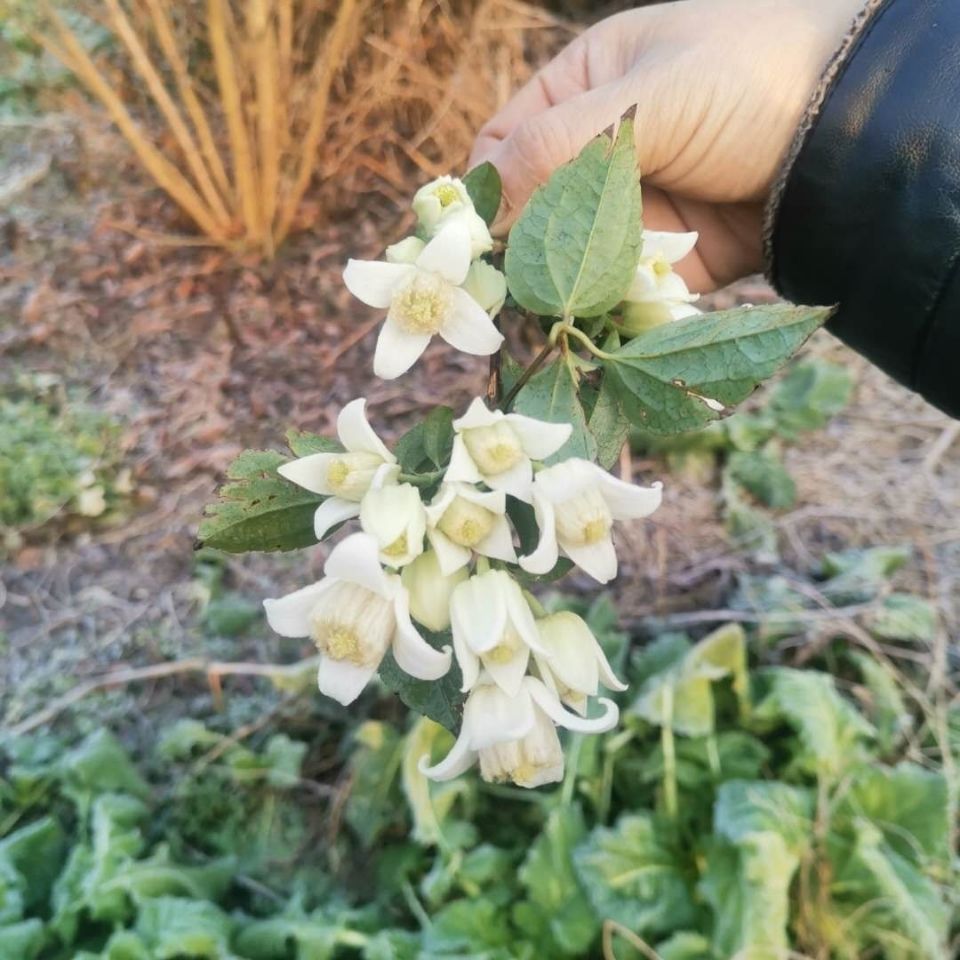 有仁堂贵州新鲜雪里开中药材拐子药草药三叶根野山单叶铁线莲鲜货500