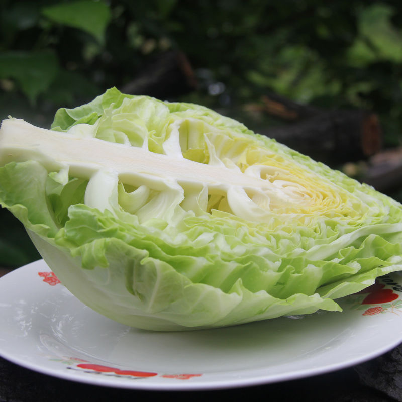 牛心莲花白新鲜手撕尖尖包菜卷心菜绿鸡心甘蓝自种应季蔬菜 5斤装