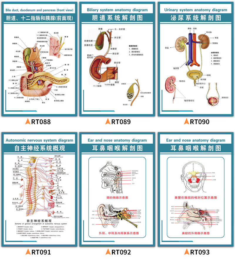 人体解剖彩色学骨骼结构图神经肌肉五脏六腑淋巴示意图挂画 人体内脏