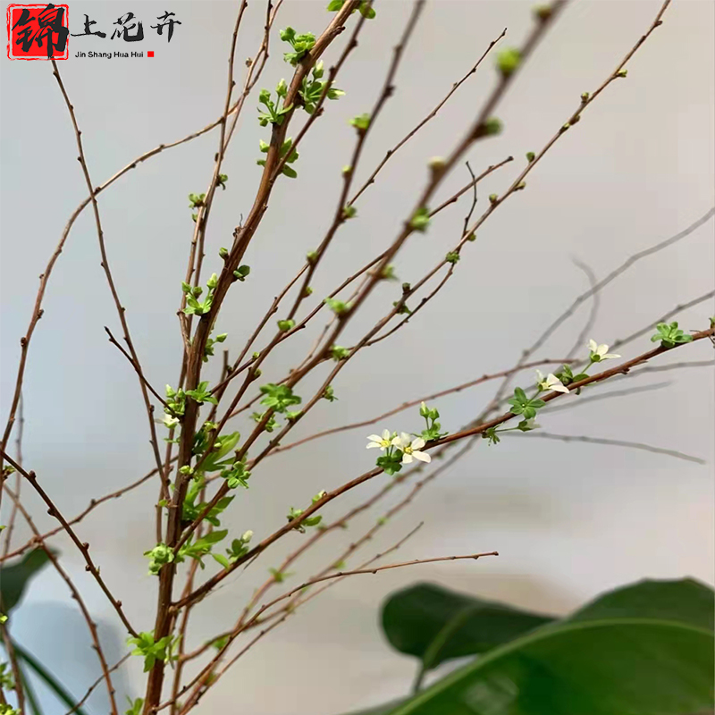 锦上花卉雪柳干枝鲜花枝喷雪花室内绿植好养易活插水开花盆栽水养水培