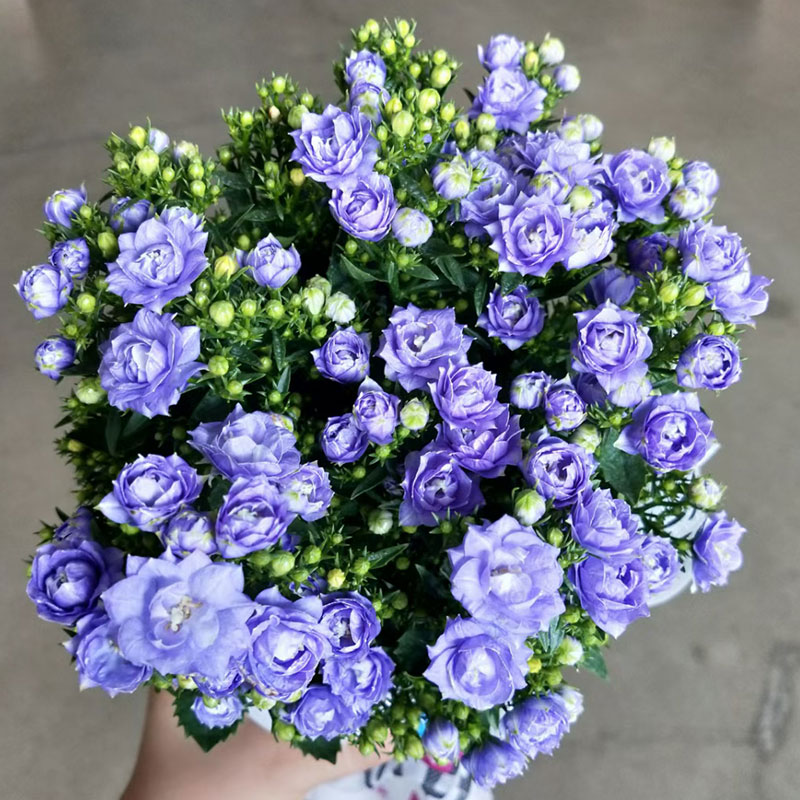 重瓣丹麦风铃梦露花盆栽带花苞蓝紫色风铃花四季开花室内阳台花卉