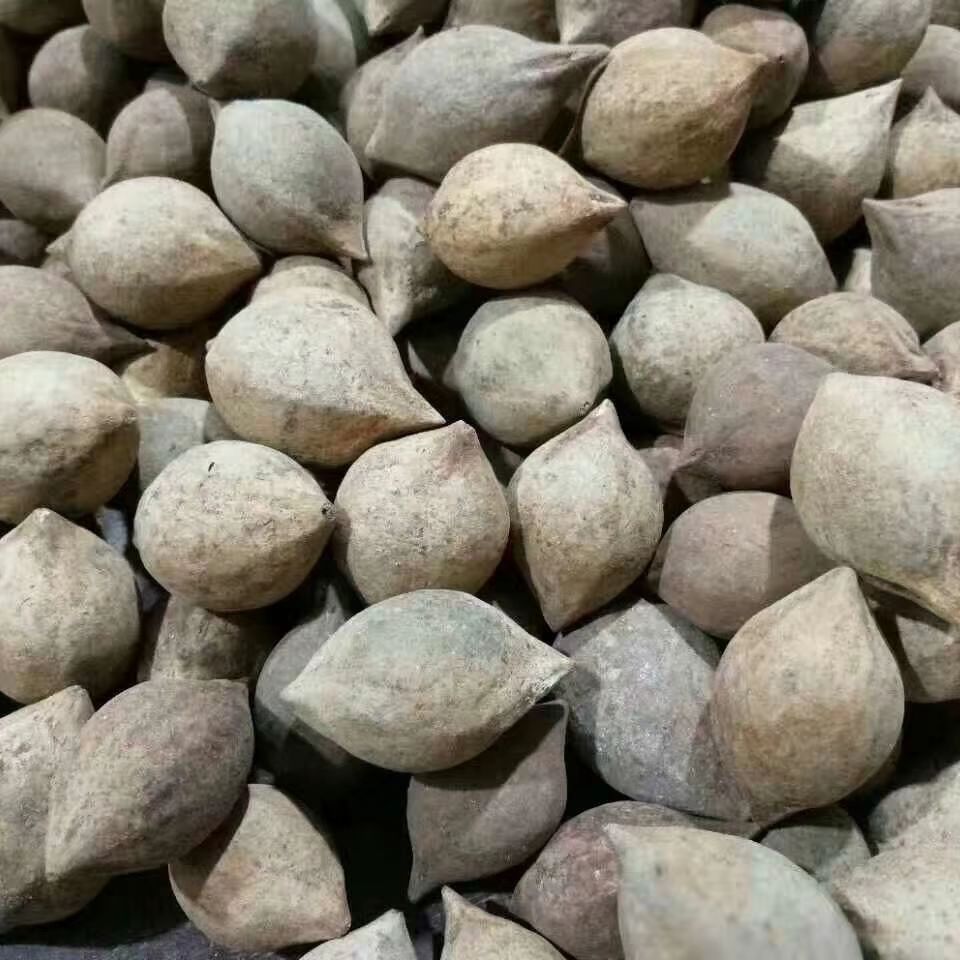 橄榄核原籽精挑印尼超大橄榄核原料原核红油核铁核原籽(2颗起拍)sn