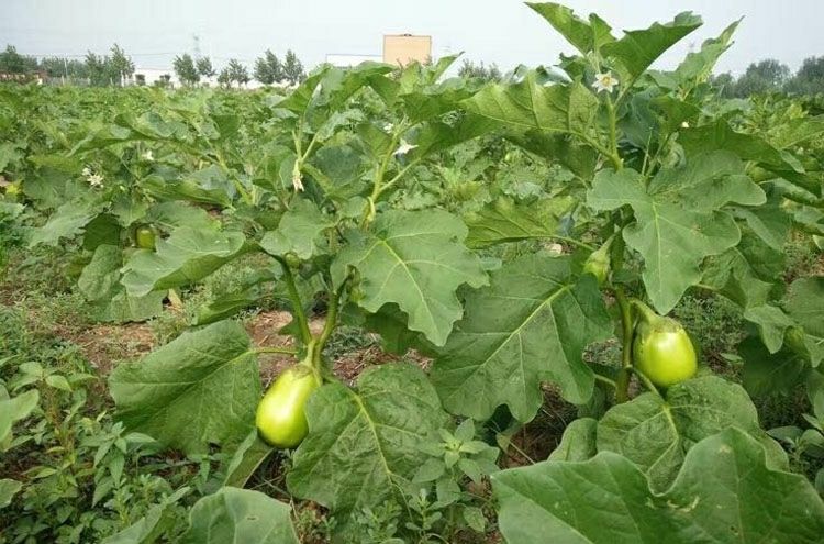 蔬菜 茄果瓜类 桃花会 青茄子新鲜绿茄子圆茄子河南特产新鲜蔬菜绿皮