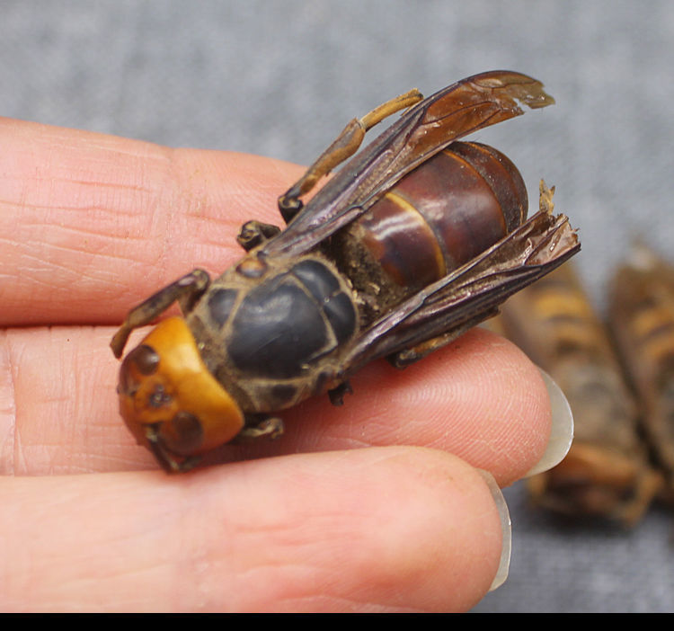 虎头大马蜂 胡蜂 黄蜂 虎头蜂 葫芦蜂 金环大马蜂 中药材男性泡酒 20