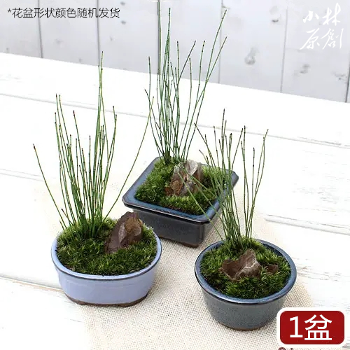 多瑙梦日本引进姬木贼山野草水生水边沼泽水池水培假山植物小林水草