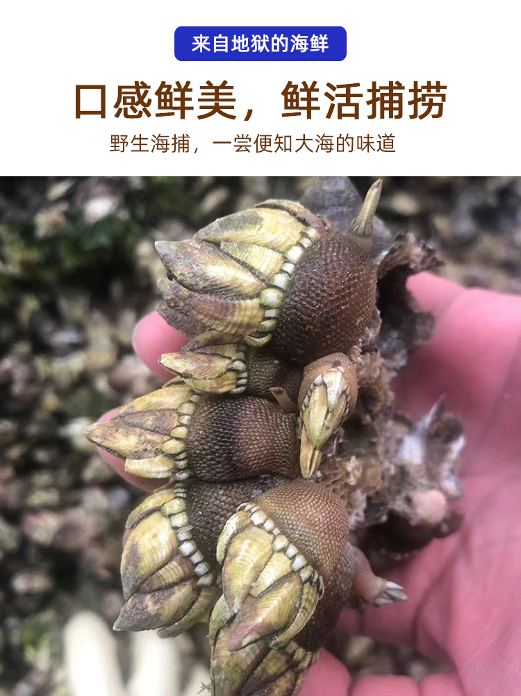 海鲜佛手螺鲜活大特大鹅颈藤壶狗爪螺海鸡脚螺龟足贝鸡爪螺1斤中