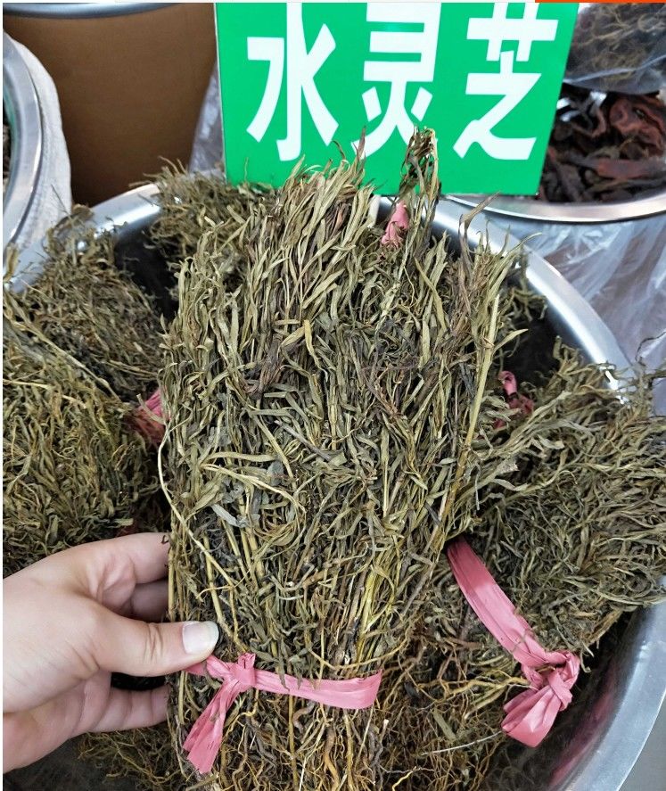 水灵芝水黄连 道地中药材水灵芝草青鱼胆草全国 野生水灵芝100g