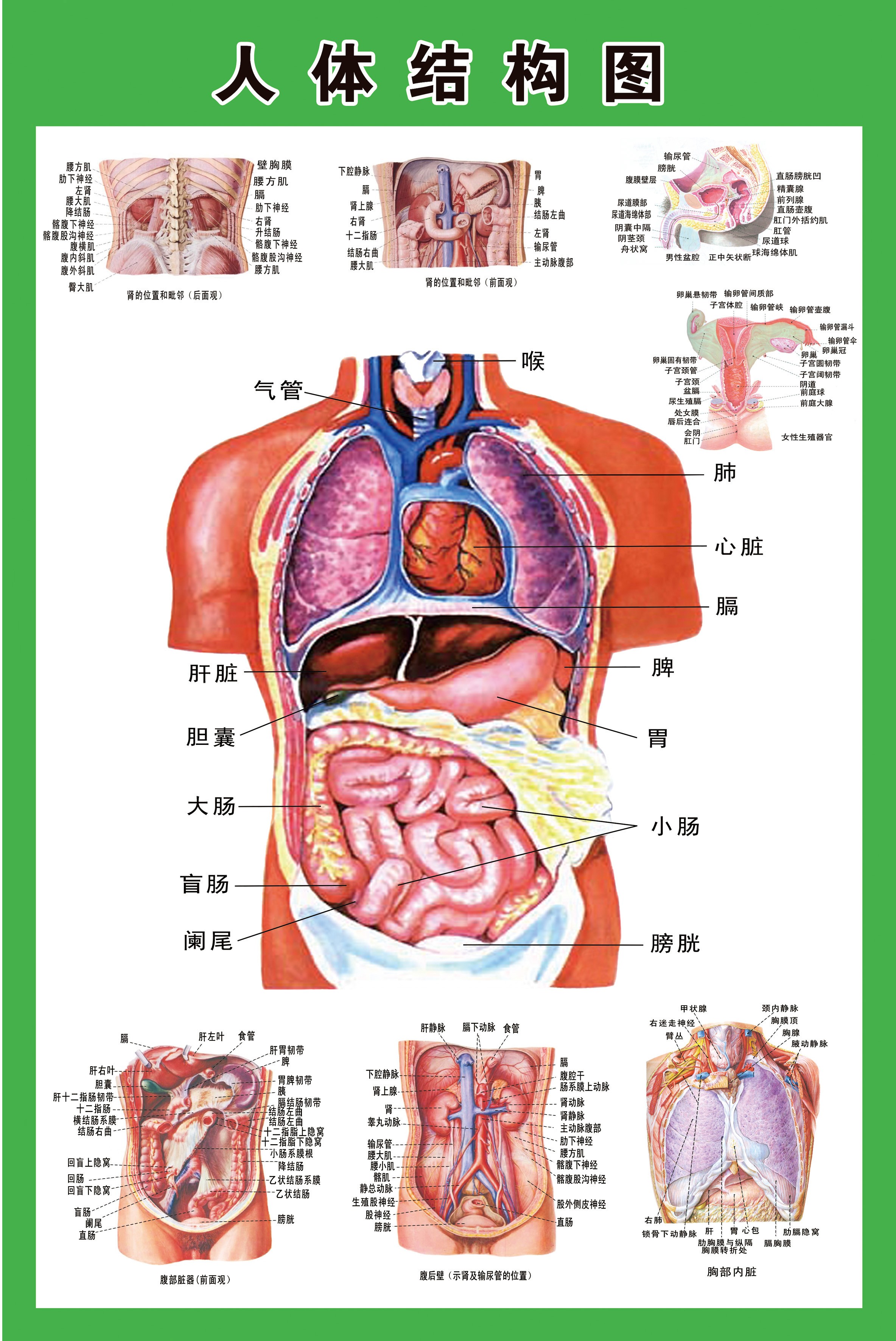 人体骨骼挂图人体内脏解剖系统示意图医学宣传挂图人体器官心脏结构图