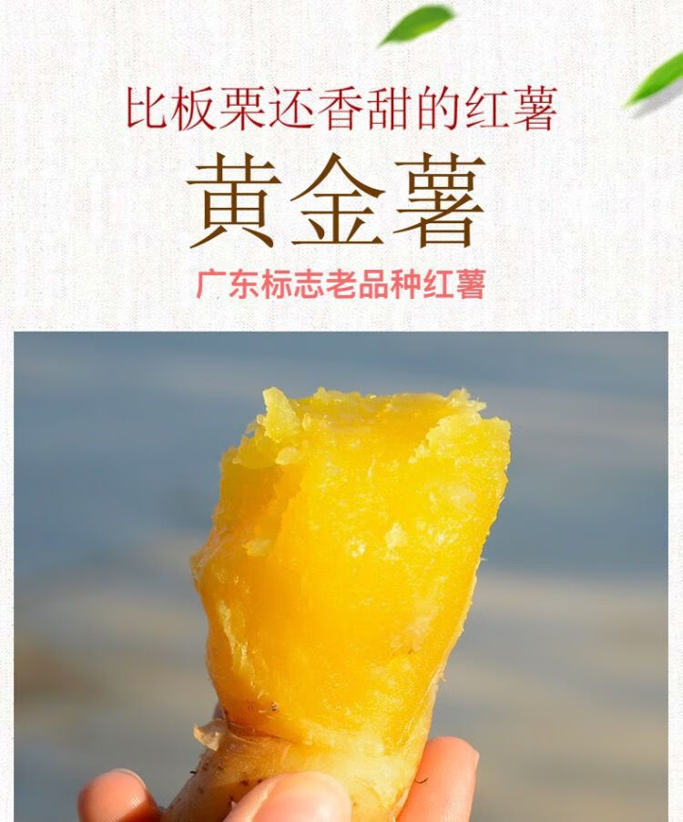 新鲜现挖白皮板栗薯超甜糖心黄心红薯黄瓤地瓜白蜜薯沙地番薯批发