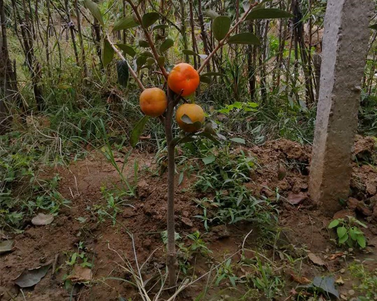 柿子树苗嫁接脆柿子苗当年结果火晶磨盘柿子南方北方种植果树苗无核