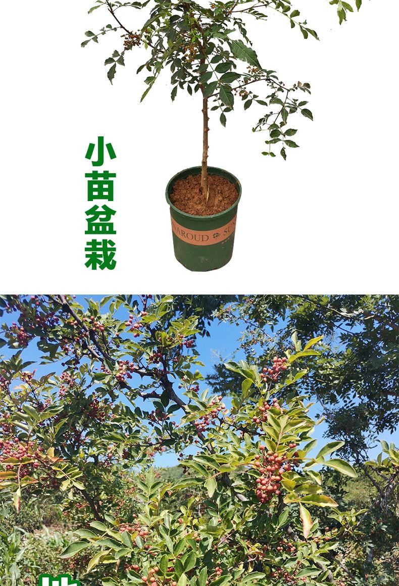 花椒苗树大红袍花椒树小苗无刺花椒四川藤椒盆栽地栽食用当年结果