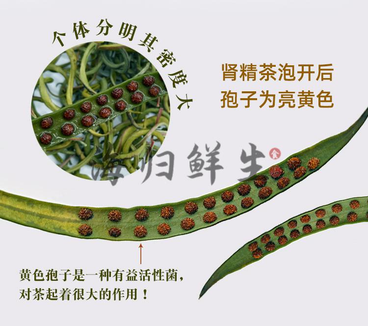 宝营 肾精茶 肾精茶长白山肾精草关东化石男性滋补调理东北特产促销新