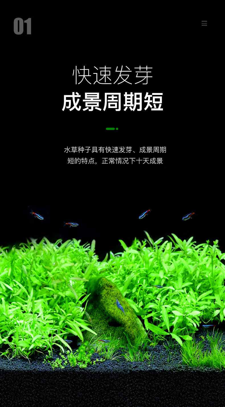 鱼缸水草种子鱼缸造景对叶水草泥真水草懒人水草种籽牛毛水草植物