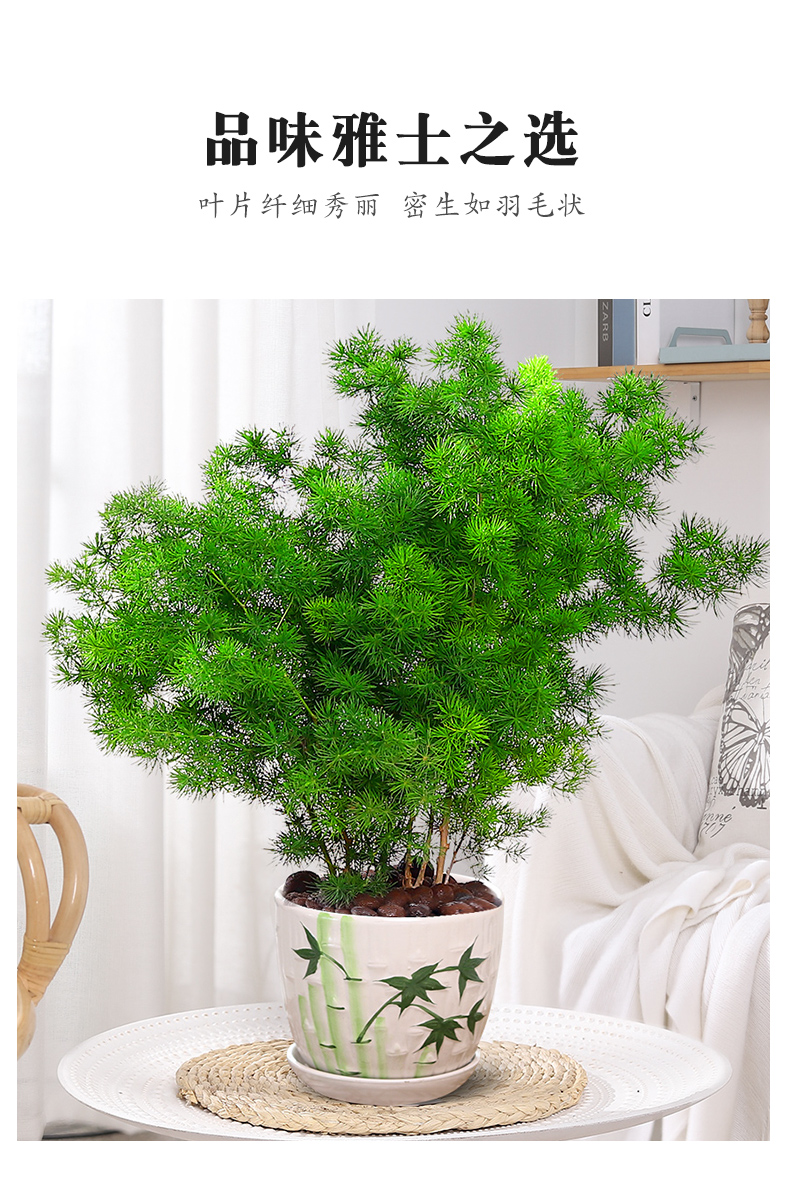 蓬莱松树盆栽植物办公室内花卉生肖猴客厅小绿植好养老桩盆景蓬莱松