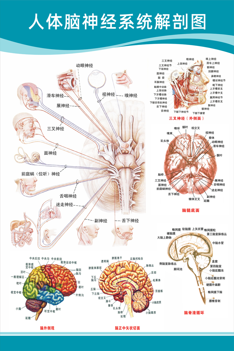 医院科室头部脑神经系统人体解剖结构示意图大脑血液循环医学挂图心脑