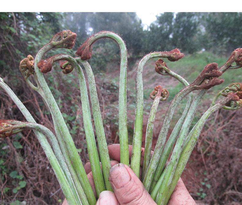 特嫩野生干蕨菜250g农家自制野菜山蕨菜干干货湖南特产龙爪菜散装3斤