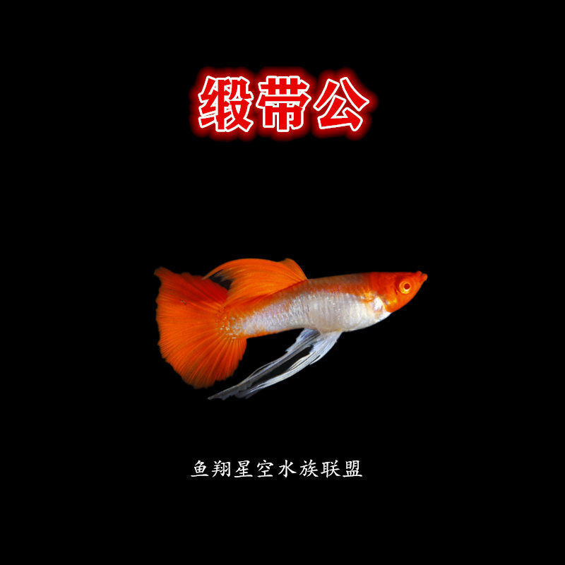 【店铺推荐】鸿运当头孔雀鱼红头缎带孔雀鱼精品活体凤尾种鱼热带鱼