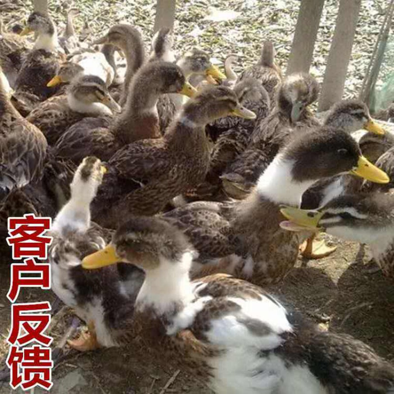 【京东推荐】大种鸭苗活体鸭苗黑番鸭白番鸭西洋鸭洋鸭麻鸭蛋鸭 高邮